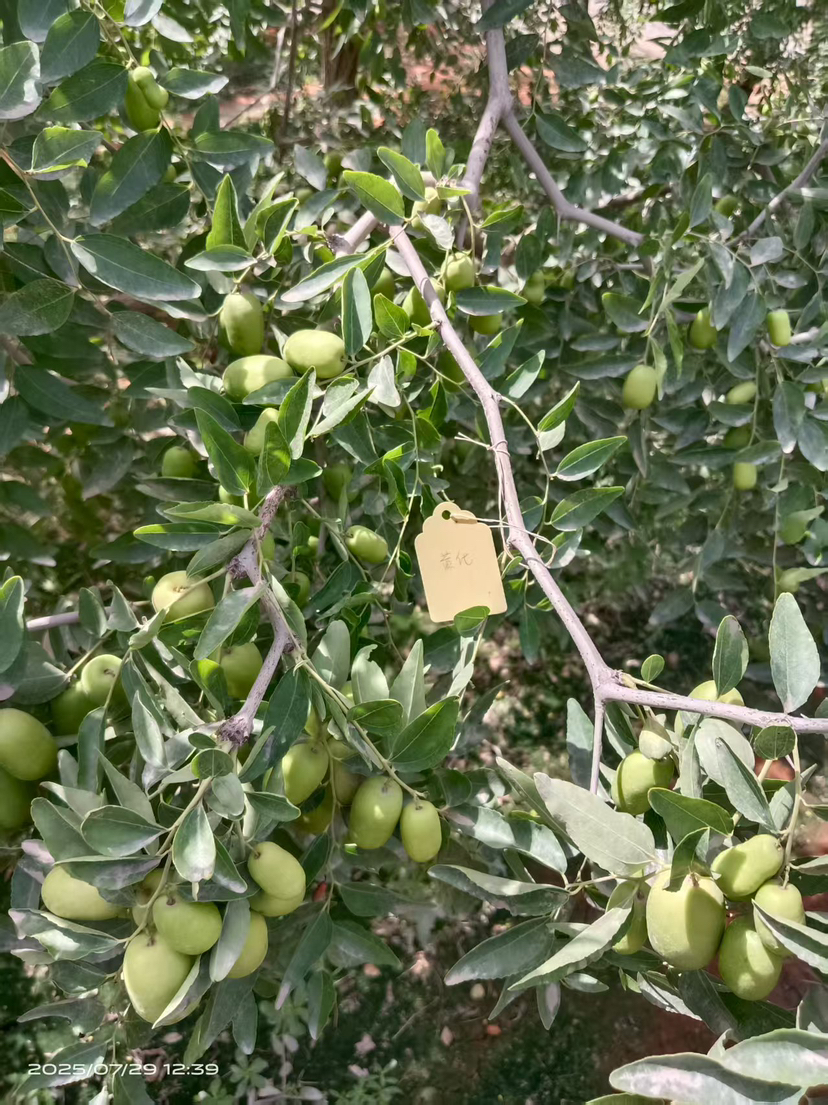 这是棵黄化树，艾乐根处理，100毫升，树盘开浅沟（10㎝），兑水35斤冲施，埋沟。现在产量很棒