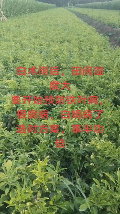 雨期过后白术病害要防治了
预防铁叶病，白娟病
现在也进入了膨大期
可以打膨大的