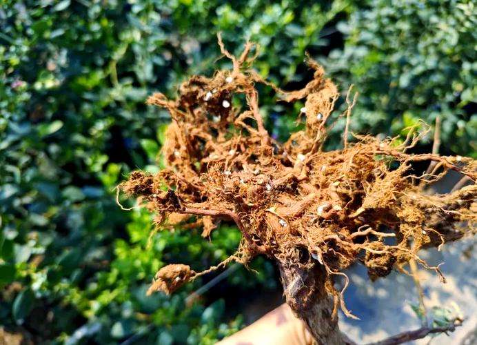 蓝莓根腐病镰刀菌致，根腐叶枯株萎，农化生防结合控病保产