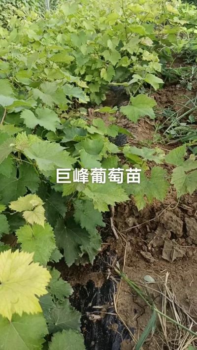 巨峰葡萄苗。一年扦插苗。需要联系。苗圃基地直销！需要联系18534302961