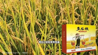 多石粮-谷物小分子有机酸，田间表现。
剑叶挺拔，灌浆饱，千粒重，上粮快。