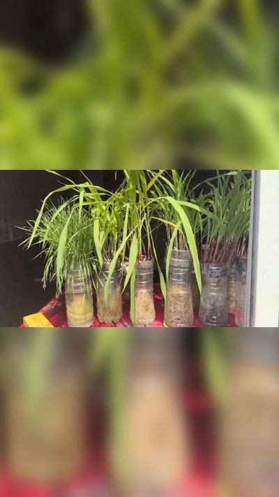 微生物菌剂，出厂前每克添加5亿微生物。最新实验生根育苗，保证不烧苗，促进毛细根增长，抑制病虫害，疏松土壤，保水保肥。近期需要用肥的老板提前联系，19331068337微信同步。