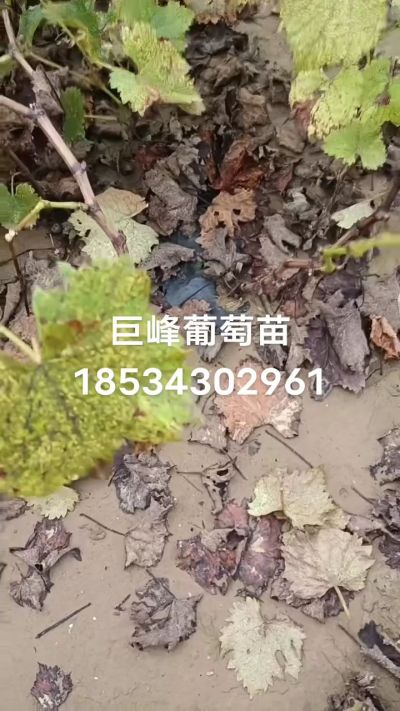巨峰葡萄苗，一年扦插苗，苗圃基地直销！需要联系18534302961