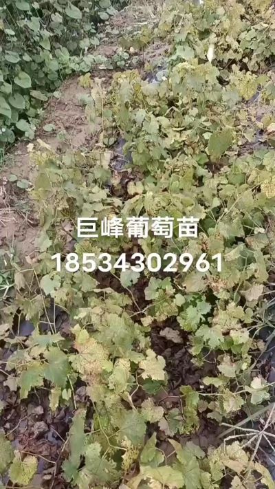 出售早熟巨峰葡萄苗。药用连翘苗，科研五号优质种苗，2/5年苗，药用连翘树，挂果树，全国包邮到家！财富密码18534302961