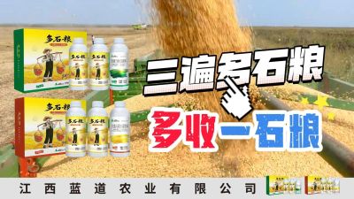 冬季种植，油菜，小麦，草莓等作物的，出现了除草剂药害，黄叶，僵苗，苗不长等问题，马上用多石粮，确保5天见到效果。