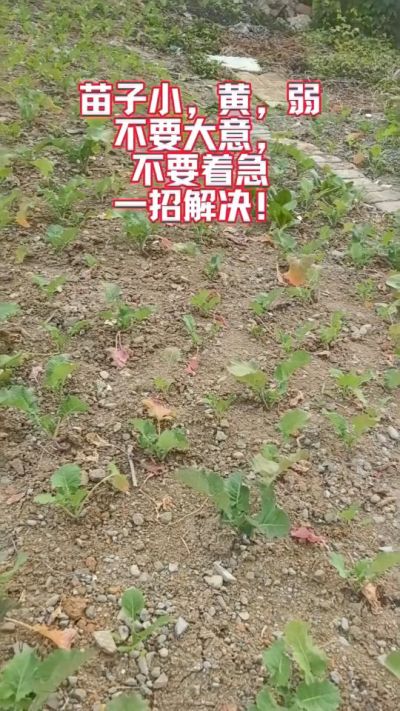 油菜苗子弱苗子小，就用多石粮，5天见效果。