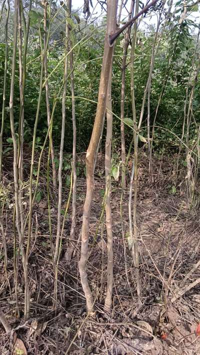 出售臭椿苗，巨峰葡萄苗。药用连翘苗，科研五号优质种苗，2/5年苗，药用连翘树，挂果树，全国包邮到家！财富密码18534302961