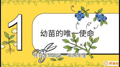 第6节：修剪决定产量（上）&mdash;&mdash;幼苗期与生长期修剪， 课程：《蓝莓&ldquo;高产&rdquo;实战课：从选苗到丰收的10个关键点》
