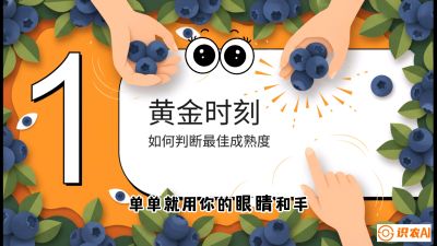 第10节：完美的&ldquo;果粉&rdquo;&mdash;&mdash;采摘时机与保鲜， 课程：《蓝莓&ldquo;高产&rdquo;实战课：从选苗到丰收的10个关键点》