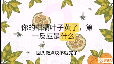 第一节：保命生死线&mdash;&mdash;黄龙病与木虱，课程：《柑橘十大病虫害：从入门到精通》