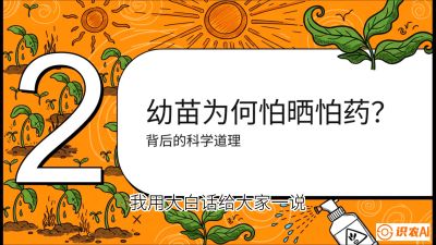 第02节：幼树管理&mdash;&mdash;&ldquo;防晒又防草，树势起得早&rdquo;，课程：《槟榔种植：从不懂到精通的10堂必修课》