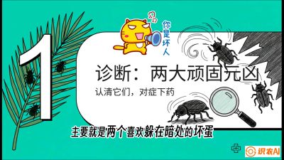第06节：顽固虫害防治&mdash;&mdash;&ldquo;钻心虫与红蜘蛛，打准时间才服输&rdquo;《槟榔种植：从不懂到精通的10堂必修课》