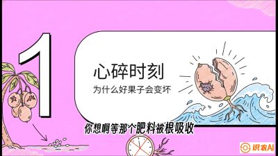 第08节：微量元素与保果&mdash;&mdash;&ldquo;补硼又补钙，果子不裂坏&rdquo;《槟榔种植：从不懂到精通的10堂必修课》