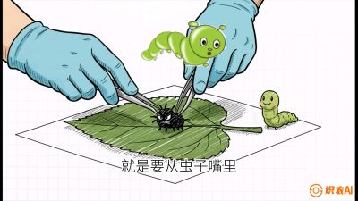 第07节：虫口夺叶（下）&mdash;&mdash;不得不打药时的&ldquo;解毒术&rdquo;，课程：《桑海淘金：桑树高产与蚕桑安全进阶实战课》