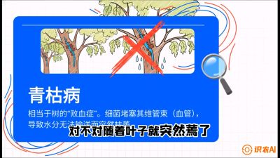 第08节：看不见的杀手&mdash;&mdash;青枯病与萎缩病，课程：《桑海淘金：桑树高产与蚕桑安全进阶实战课》