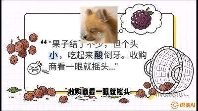 第10节：甜蜜的科学&mdash;&mdash;膨大、增甜与转色，课程：《桑海淘金：桑树高产与蚕桑安全进阶实战课》