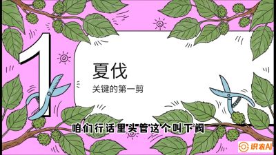 第11节：叶果双收&mdash;&mdash;特殊的夏伐与冬伐，课程：《桑海淘金：桑树高产与蚕桑安全进阶实战课》