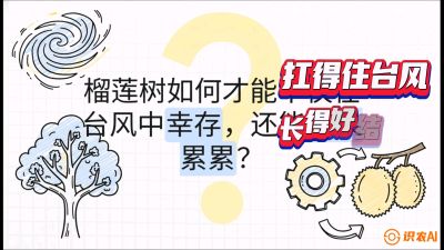 第四节：中国榴莲突围战：为生存重塑权型，抗台风矮化栽培与力学牵引，课程：《国产榴莲突围战：从泰国经验到中国实操的8堂必修课（高阶实战版）》