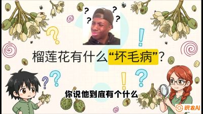 第六节：榴莲的午夜战事，夜间授粉战与花果期避雨策略，课程：《国产榴莲突围战：从泰国经验到中国实操的8堂必修课（高阶实战版）》