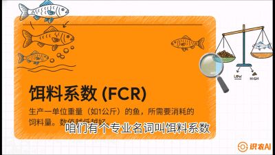 第五节：【高端单品&middot;鳜鱼】&ldquo;饲料鳜&rdquo;技术：打破吃活饵的高成本魔咒，课程：《黄金鳞甲：2025中国淡水鱼高效养殖实战营》