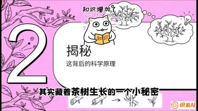 第04节（修剪篇）：树势复活术：从&ldquo;越剪越弱&rdquo;到&ldquo;枝繁叶茂&rdquo;的能量管理与夏秋茶逆袭，课程：《茶金时代：从&ldquo;看天吃饭&rdquo;到&ldquo;精准控局&rdquo;的茶叶高产提质实战课》