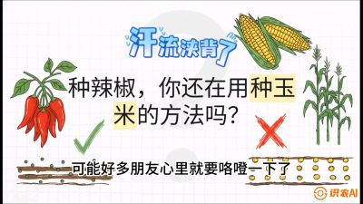 第1节：【品种定江山】工业辣椒vs小米辣：底肥公式与密度陷阱的&ldquo;百万生意经&rdquo;，课程：《辣椒种植实战特训营，从工业辣椒到精品小米辣，教你如何把&ldquo;草&rdquo;种成&ldquo;金&rdquo;》