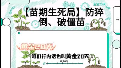 第2节：【苗期生死局】防猝倒、破僵苗，决定后期产量的&ldquo;黄金20天&rdquo;，课程：《辣椒种植实战特训营，从工业辣椒到精品小米辣，教你如何把&ldquo;草&rdquo;种成&ldquo;金&rdquo;》