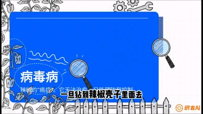 第5节：【病毒病阻击】辣椒的&ldquo;癌症&rdquo;怎么治？从&ldquo;绝收恐慌&rdquo;到&ldquo;带毒生产&rdquo;的逆转术，课程：《辣椒种植实战特训营，从工业辣椒到精品小米辣，教你如何把&ldquo;草&rdquo;种成&ldquo;金&rdquo;》
