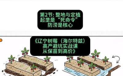 第二节： 整地与定植&mdash;&mdash;起垄是&ldquo;死命令&rdquo;，防涝是核心，课程：《辽宁树莓（海尔特兹）高产避坑实战课：从保苗到高价》