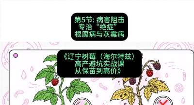 第五节： 病害阻击&mdash;&mdash;专治&ldquo;绝症&rdquo;根腐病与灰霉病，课程：《辽宁树莓（海尔特兹）高产避坑实战课：从保苗到高价》