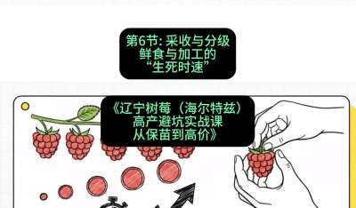 第六节： 采收与分级&mdash;&mdash;鲜食与加工的&ldquo;生死时速&rdquo;，课程：《辽宁树莓（海尔特兹）高产避坑实战课：从保苗到高价》