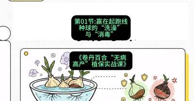 第01节：赢在起跑线&mdash;&mdash;种球的&ldquo;洗澡&rdquo;与&ldquo;消毒&rdquo;，课程：《卷丹百合&ldquo;无病高产&rdquo;植保实战课》#识农AI