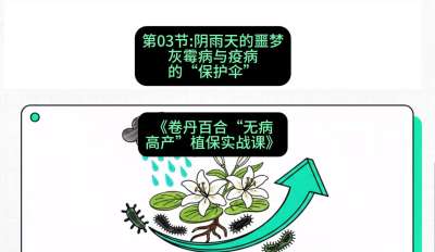 第03节：阴雨天的噩梦&mdash;&mdash;灰霉病与疫病的&ldquo;保护伞&rdquo;，课程：《卷丹百合&ldquo;无病高产&rdquo;植保实战课》#识农AI