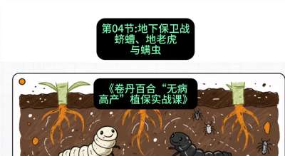 第04节：地下保卫战&mdash;&mdash;蛴螬、地老虎与螨虫 ，课程：《卷丹百合&ldquo;无病高产&rdquo;植保实战课》#识农AI