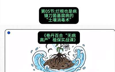 第05节：烂根也是病&mdash;&mdash;镰刀菌基腐病的&ldquo;土壤消毒术&rdquo; ，课程：《卷丹百合&ldquo;无病高产&rdquo;植保实战课》#识农AI
