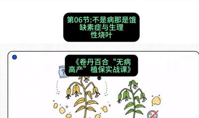 第06节：不是病那是饿&mdash;&mdash;缺素症与生理性烧叶 ，课程：《卷丹百合&ldquo;无病高产&rdquo;植保实战课》#识农AI