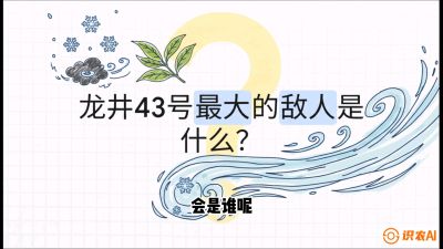 第04节：龙井双璧&mdash;&mdash;龙井43与群体种的差异化护养（重点），课程：《茗茶卫士&mdash;&mdash;茶叶病虫害绿色防控实战课》#识农AI
