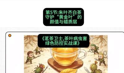 第05节：朱叶齐白茶&mdash;&mdash;守护&ldquo;黄金叶&rdquo;的颜值与蜡质层（重点），课程：《茗茶卫士&mdash;&mdash;茶叶病虫害绿色防控实战课》#识农AI