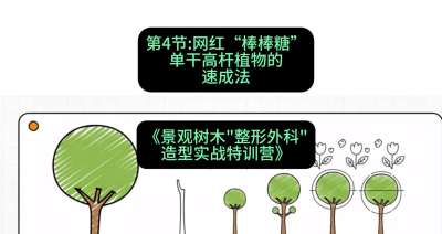 第04节：网红&ldquo;棒棒糖&rdquo;&mdash;&mdash;单干高杆植物的速成法，课程：《景观树木&ldquo;整形外科&rdquo;造型实战特训营》#识农AI