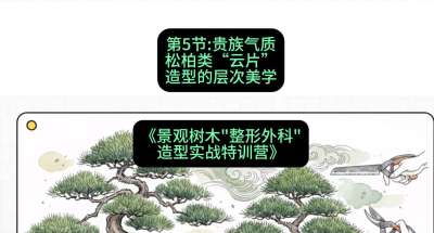 第05节：贵族气质&mdash;&mdash;松柏类&ldquo;云片&rdquo;造型的层次美学，课程：《景观树木&ldquo;整形外科&rdquo;造型实战特训营》#识农AI
