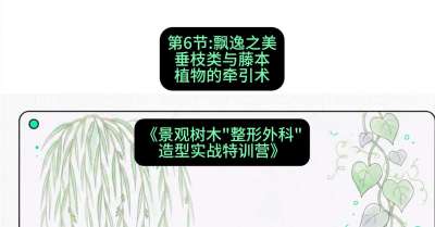 第06节：飘逸之美&mdash;&mdash;垂枝类与藤本植物的牵引术，课程：《景观树木&ldquo;整形外科&rdquo;造型实战特训营》#识农AI
