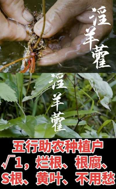 177，1907，0725，V 同号
1  老乡们！种淫羊藿不用乱买肥，咱这款专用肥，针对淫羊藿习性配的，壮苗防烂根，采收多卖钱，用过都回头！
2  咱种淫羊藿图的就是省心高产！专用肥薄肥勤施，苗不烧