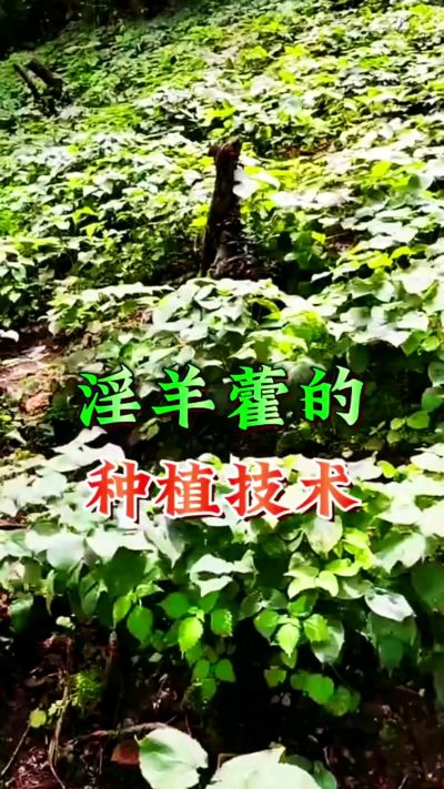 揭秘&ldquo;仙草&rdquo;淫羊藿的种植密码！耐严寒耐贫瘠，林下套种不占耕地，管理简单还能套种其他作物，一亩地的投入两亩地的收益～ 想返乡创业的赶紧码住！ #淫羊藿种植技术 #返乡创业项目 #药材种植指南 #农业新风