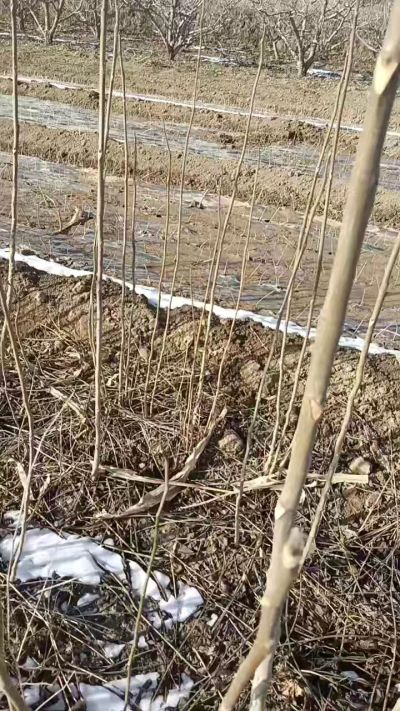 臭椿苗，一年苗，需要联系我，全国包邮到家。18534302961