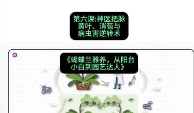 第六节：神医把脉：黄叶、消苞与病虫害逆转术，课程：《蝴蝶兰雅养六讲：从阳台小白到园艺达人》#识农AI