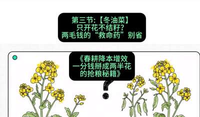第三节：【冬油菜】只开花不结籽？两毛钱的&ldquo;救命药&rdquo;别省