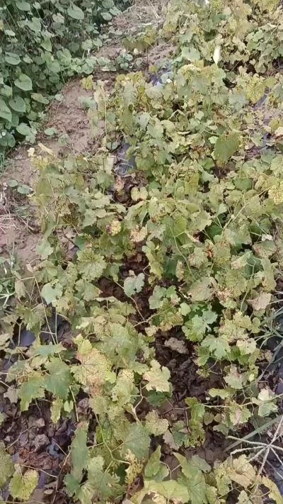 出售巨峰葡萄苗。药用连翘苗，科研五号优质种苗，2/5年苗，药用连翘树，挂果树，全国包邮到家！财富密码18534302961