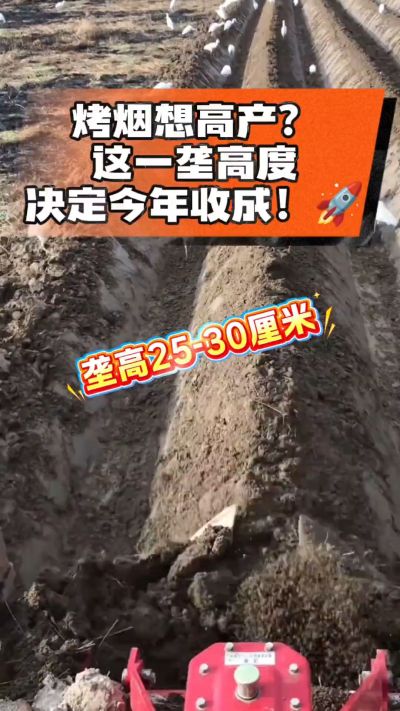 想让烤烟高产，就得从细节抓起。分享一点实打实的干货，只为帮大家少走弯路，种出好烟叶！🌱👍