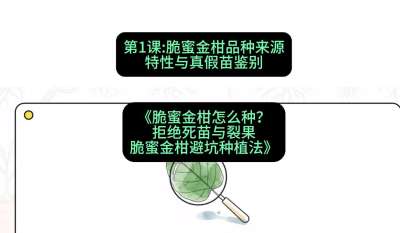 第1节：脆蜜金柑品种来源、特性与真假苗鉴别，课程：《脆蜜金柑怎么种？拒绝死苗与裂果，脆蜜金柑8步避坑种植法》#识农AI