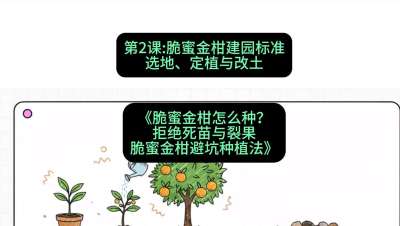 第2节：脆蜜金柑建园标准：选地、定植与改土，课程：《脆蜜金柑怎么种？拒绝死苗与裂果，脆蜜金柑8步避坑种植法》#识农AI